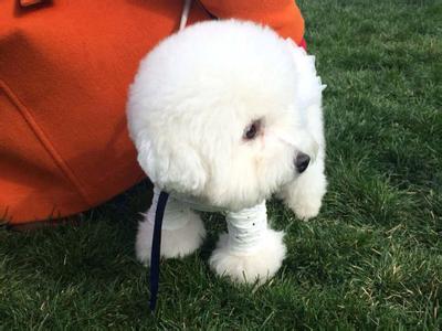 宠物社区APP开发功能 宠物社区APP开发功能