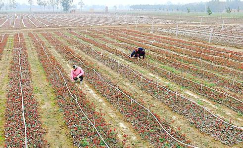 农业资源APP开发解决方案 农业资源APP开发解决方案