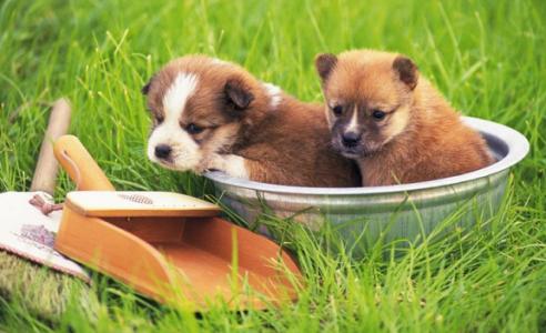 开发宠物APP的市场崛起原因 开发宠物APP的市场崛起原因