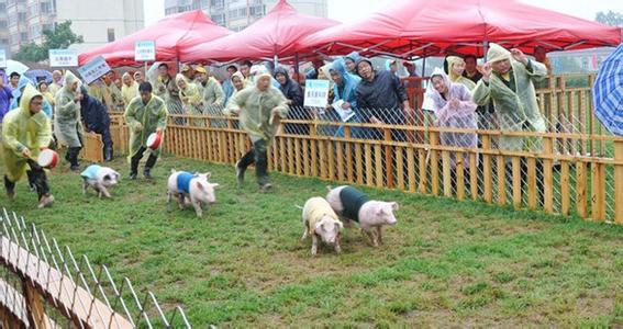 畜牧产业APP智能分析 畜牧产业APP智能分析