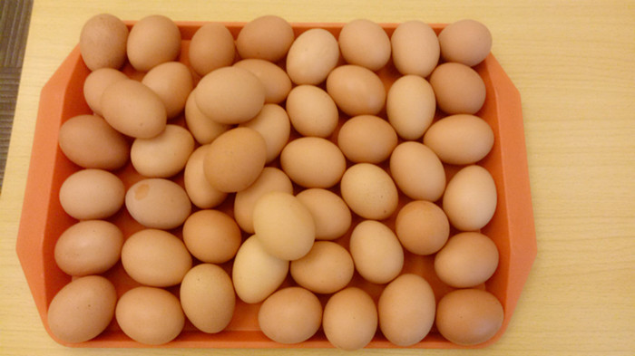 APP软件开发公司立夏蛋王争霸赛 APP软件开发公司立夏蛋王争霸赛