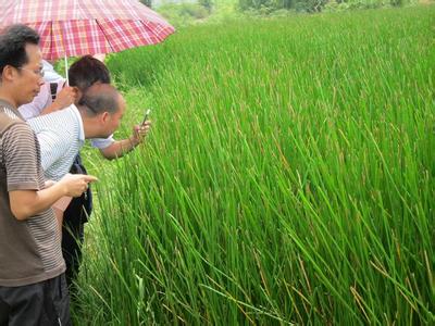 农业问诊APP软件开发   种子级良医