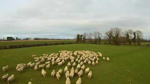 智能放羊app开发 撸起袖子在家放羊