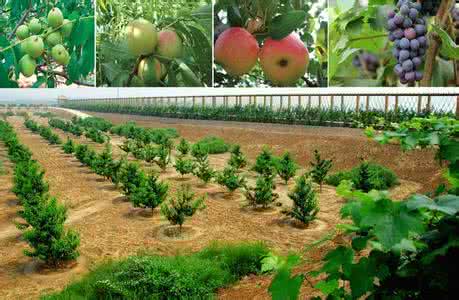 农业app开发可行性分析 农业app开发可行性分析