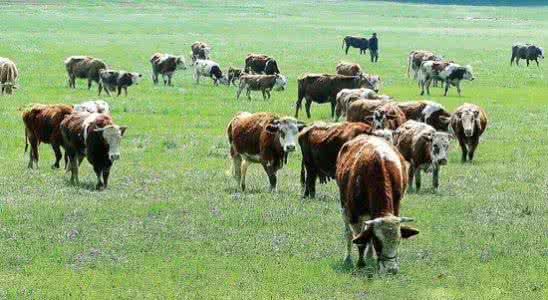 畜牧app开发掀起畜牧市场新风潮