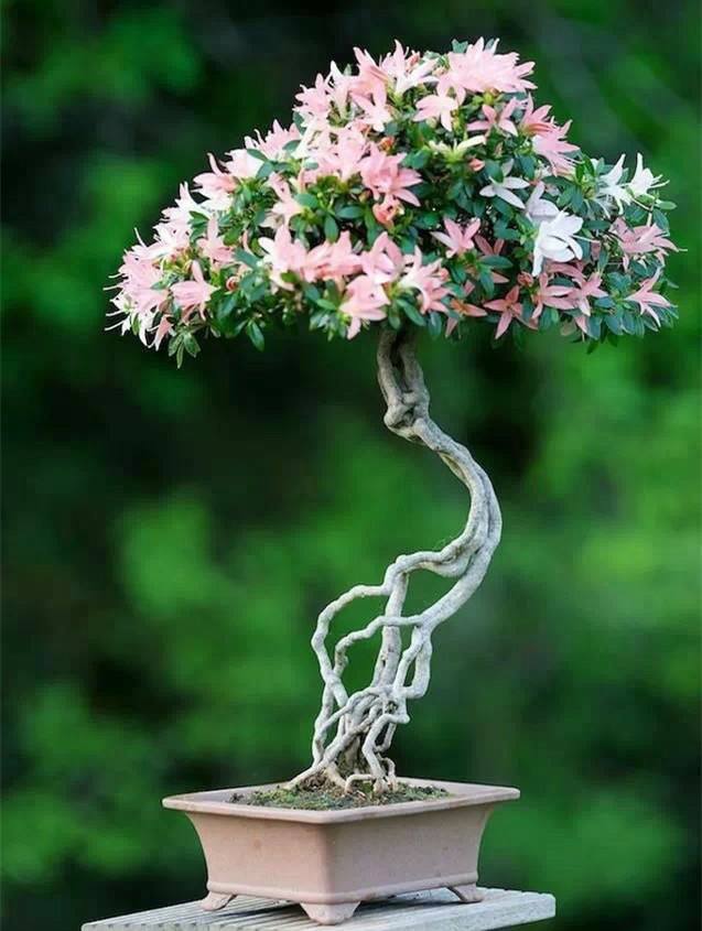 花木行业app开发如此吃香原因是什么