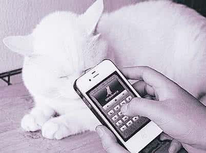 宠物翻译器app开发 宠物玩网恋没压力