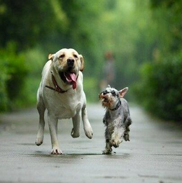 宠物市场app软件开发 宠物交易有保证