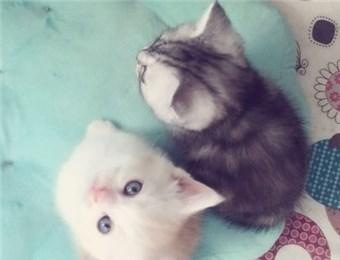 养猫app开发 养猫人士必备 养猫app开发 养猫人士必备