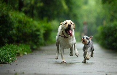 宠物拍照APP开发 为宝贝拍出一张满意的照片