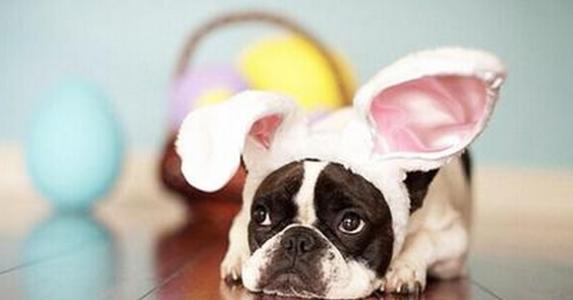 宠物上门医疗APP开发 颠覆宠物医院行业