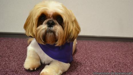 宠物翻译器APP开发 和动物进行沟通 宠物翻译器APP开发 和动物进行沟通