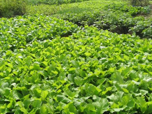 蔬菜种植软件开发于农民而言意义是什么 蔬菜种植软件开发于农民而言意义是什么