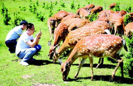 智能放牧系统开发 在家坐着放牧 智能放牧系统开发 在家坐着放牧