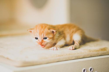 流浪动物领养app开发 拥有自己爱的宠物 流浪动物领养app开发 拥有自己爱的宠物