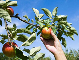 水果采摘APP开发 任摘任吃 水果采摘APP开发 任摘任吃