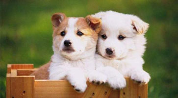 宠物领养APP开发 在快乐中养宠 宠物领养APP开发 在快乐中养宠