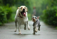 宠物管家APP开发 覆盖宠物日常生活 宠物管家APP开发 覆盖宠物日常生活