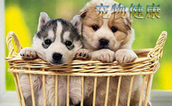 宠物健康管理APP开发 让生活更美好 宠物健康管理APP开发 让生活更美好