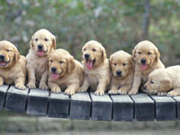 掌上宠物APP开发能帮助宠物主人解决难题