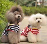 宠物电商APP开发到底有多火 宠物电商APP开发到底有多火