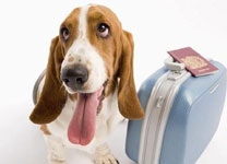 宠物托运APP开发 为用户提供便捷服务 宠物托运APP开发 为用户提供便捷服务