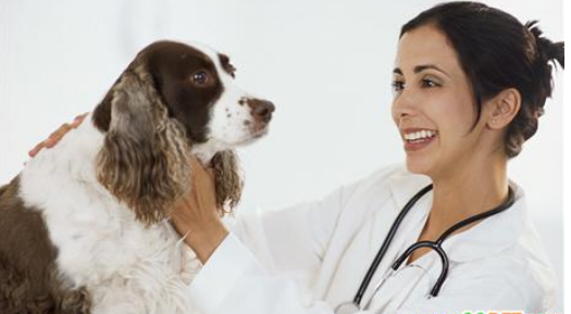 宠物医疗互助app开发有什么魔力