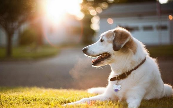 宠物电商app开发该如何才能做起来