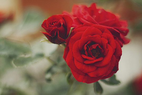 鲜花预定APP软件开发记住鲜花最美的时刻 鲜花预定APP软件开发记住鲜花最美的时刻