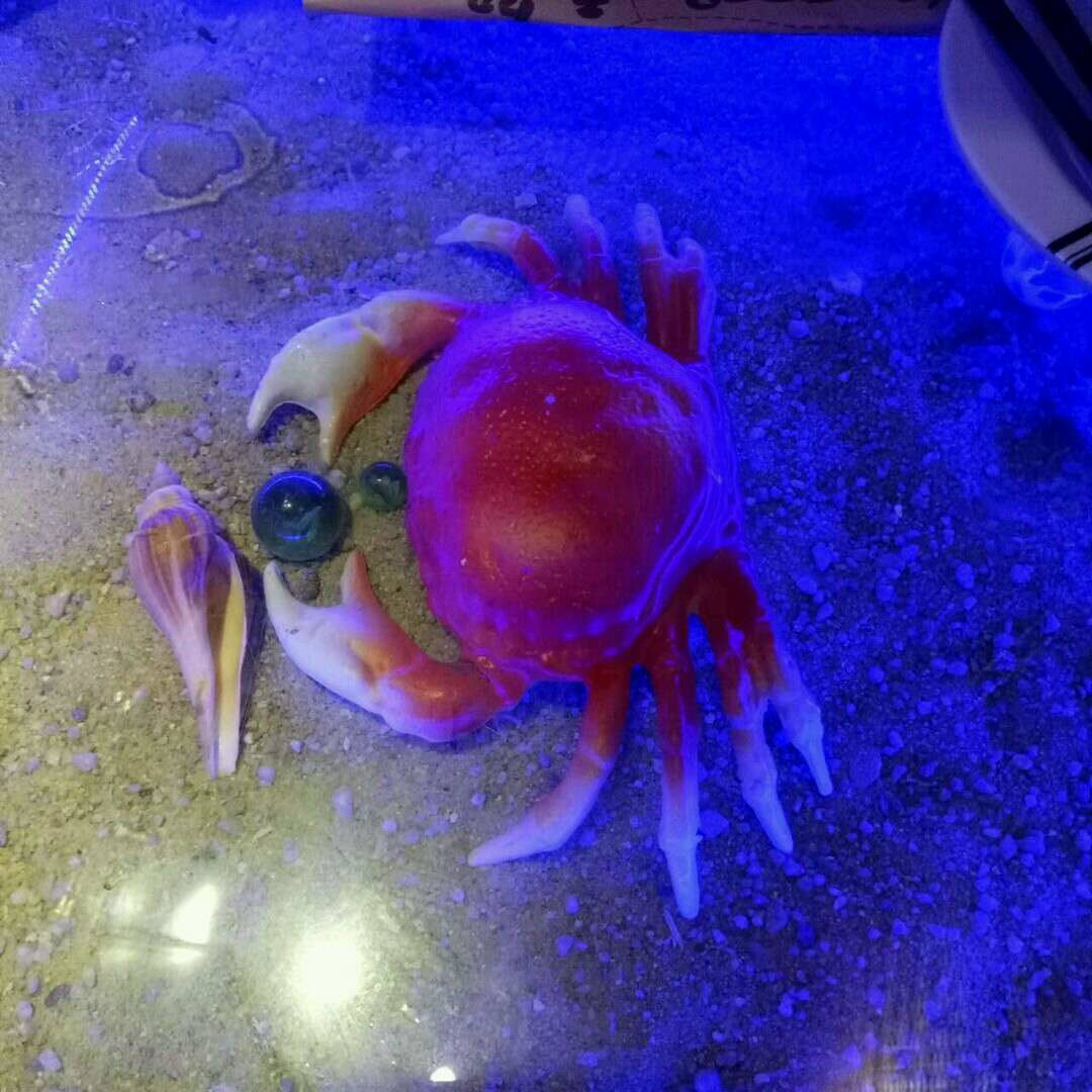 广州app公司“虾与蟹”的碰撞