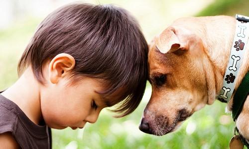 宠物翻译app开发