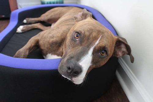 智能宠物床APP开发