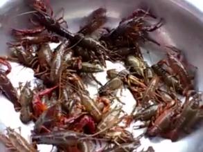 开发一款抓龙虾APP