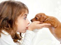 宠物行业软件开发如何打动情感缺失年轻人