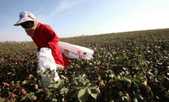 开发棉花电商APP手机软件赋能行业发展