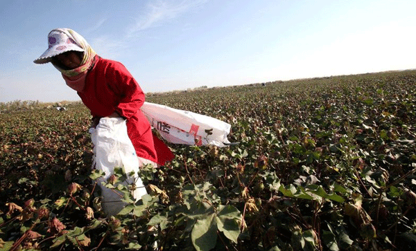 开发棉花电商APP-91直播