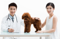 共享宠物服务APP定制开发让出行更加舒心 共享宠物服务APP定制开发让出行更加舒心