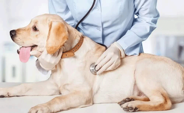 宠物护理APP-91直播