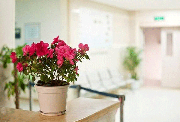 养花app开发满足园艺爱好者需求-app定制外包广州91直播