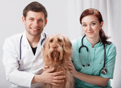 开发远程兽医APP软件制作为宠物提供保障