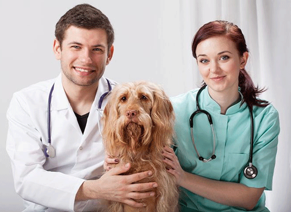 开发远程兽医APP软件为宠物提供保障-91直播