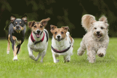 宠物服务软件定制开发提供优质服务