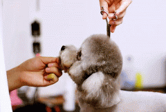 宠物美容APP开发提供专业服务 宠物美容APP开发提供专业服务