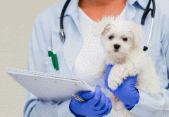 在线兽医app开发 线上问诊无压力 在线兽医app开发 线上问诊无压力