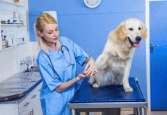 宠物服务app定制开发 养宠有帮手 宠物服务app定制开发 养宠有帮手