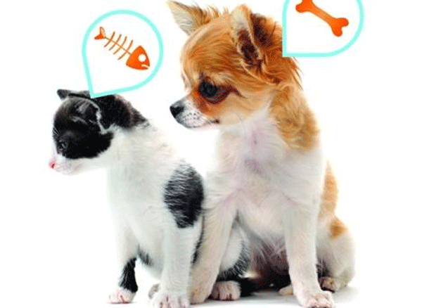 开发宠物手机应用随时记录成长--app开发广州91直播