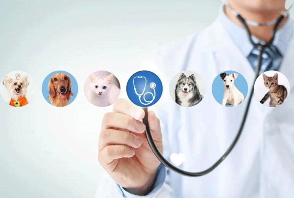 制作开发宠物医疗APP能打造专属圈子--广州app开发91直播