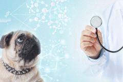 宠物医疗服务app软件开发让爱宠得到更好的照料 宠物医疗服务app软件开发让爱宠得到更好的照料