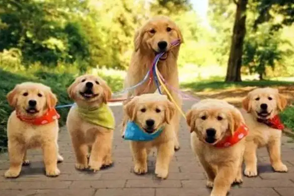 开发宠物交流社区app软件创建细分社区--广州APP开发软件公司91直播