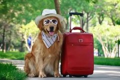 微信小程序开发给宠物开辟新天地 微信小程序开发给宠物开辟新天地